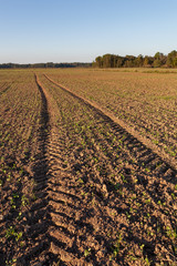 Wall Mural - Fresh brown agriculture field in autumn.