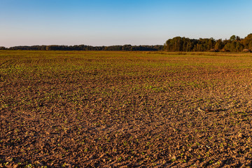 Wall Mural - Fresh brown agriculture field in autumn.