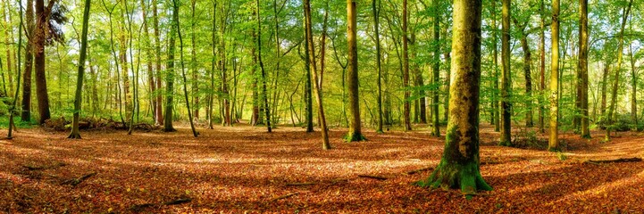 Panorama of a bright forest with big trees, a lot of autumn leaves on the forest floor and sunlight in the background