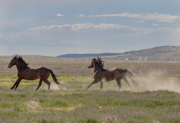 Canvas Print - Wild horse Stallions Chasing in the Utah desert