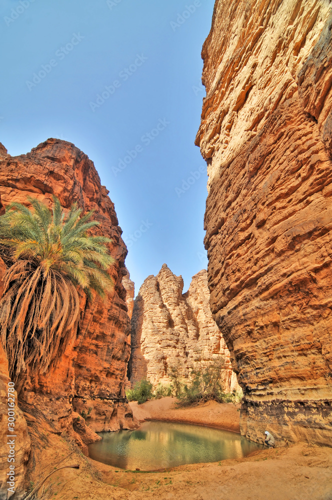 Oaza w wąwozie  zwana guelta na Saharze w Algierii - obrazy, fototapety, plakaty 