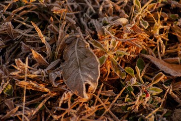 Canvas Print - Morning frost