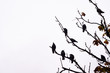 Ravens sitting on branches 