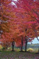 Wall Mural - Brilliant Red Maple Trees on a trail in Autumn