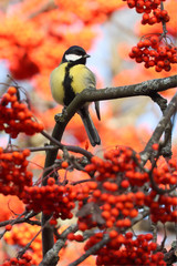 Poster - great tit is small bird