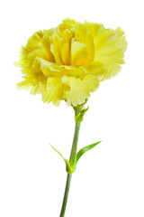 Yellow carnation on white background