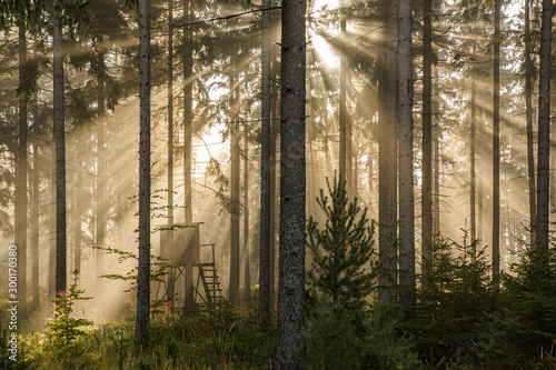 Fotografía Gegenlicht im Fichtenwald bei Nebel mit sonnenstrahlen und Jagdkanzel