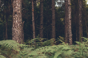 forest of nature fir leaf tree in wildlife on summer blue sky background, vacation holiday and trave