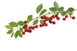 The branch of tasty sour cherries isolated on a white background