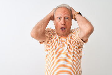 Poster - Senior grey-haired man wearing striped t-shirt standing over isolated white background Crazy and scared with hands on head, afraid and surprised of shock with open mouth