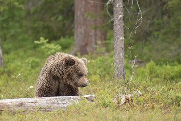 Wall Mural - young brown bear (ursus arctos) is looking for something from the fallen tree trunk