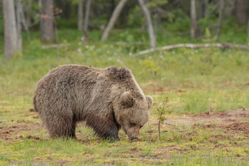 Wall Mural - big brown bear (ursus arctos) walking on a finnish bog on a summer evening