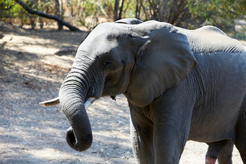 Elephant in Mana Pools National Park, Zimbabwe