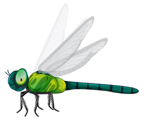 Poster - Green dragonfly on white background