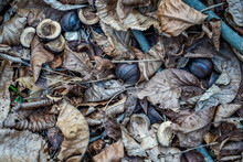 Hickory Nuts, Shells, Husk, Leaves, And Branches Fallen From A Tree. Landscape Image Of Natural Object.