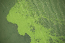 Polluted And Weed-infested River Water