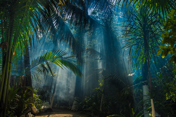 Fotoroleta egzotyczny meksyk natura dżungla