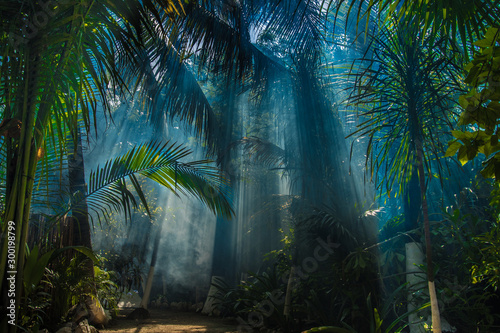 Fototapeta tropiki  poranne-swiatlo-w-pieknym-ogrodzie-dzungli