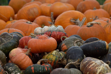 pumpkins and gourds. decorative, dining, fodder pumpkin varieties of different colors. different var