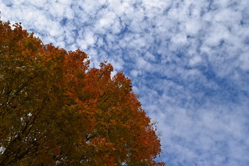 Wall Mural - Autumn Sky