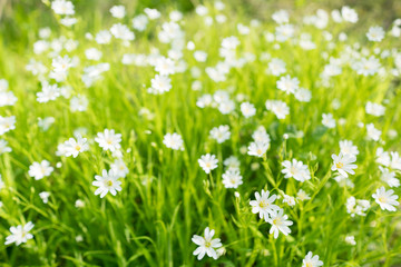 Poster - Stellaria holostea. Wild white spring flowers in grass