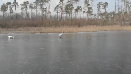 Canvas Print - swans on frozen lake