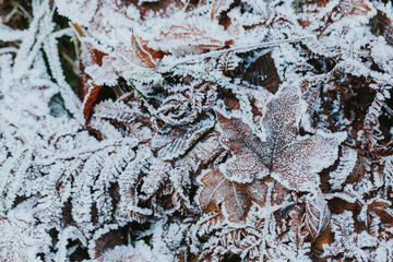 Frozen leaves on the ground. First signs of winter. 