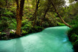 Leinwandbild Motiv Australia Fraser Island Eli Creek turquoise river in the jungle