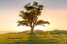 Abandoned Tree When Sun Rays Pass Through The Center Of The Trunk And Orange Clouds Staying At Sunset Overlooking The Countryside And Hay On The Edge Of Captured In Beskids Nature