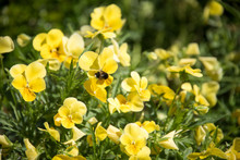 Pretty Bright Yellow Flowers Of Pansies And A Bee On One Of The Flowers.