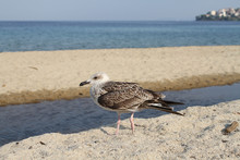 Gulls Mediterranean (Larus Melanocephalus) On Sea Shore