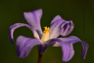 Wall Mural - Macro of purple flower - iris