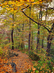 Canvas Print - Autumn leaves on a tree