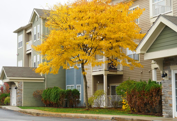 Poster - yellow autumn trees in front of houses in residential area