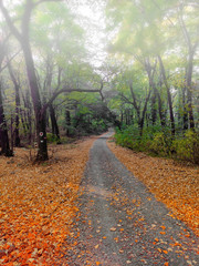 Sticker - autumn leaves in beautiful fall park