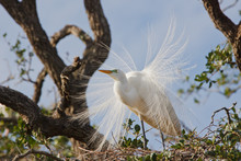 Great Egret Displaying On Nest