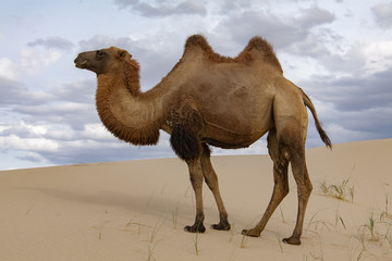 Camels Camelus bactrianus Sand Dunes on Horizon