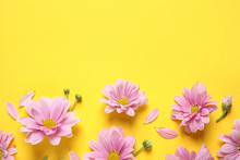 Beautiful Pink Chamomile Flowers On Yellow Background, Flat Lay. Space For Text