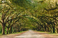 A Stunning, Long Path Lined With Ancient Live Oak Trees Draped In Spanish Moss 