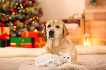 Wall Mural - Adorable dog and cat together at room decorated for Christmas. Cute pets