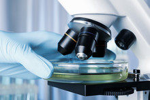 Researcher Using Petri Dish Free Stock Photo - Public Domain Pictures