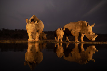 Wall Mural - Two white rhino families drinking from a pond in the evening