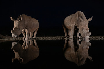 Wall Mural - White rhinos drinking from a waterhole at night