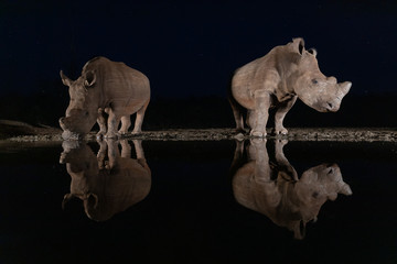 Wall Mural - White rhinos drinking from a waterhole at night