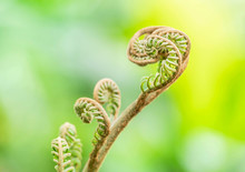 Close Up Green Fern Leaves Roll Up Curled Growing In Tropical Rain Forest 