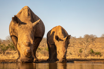 Wall Mural - Adult and baby rhino drinking together in a waterhole