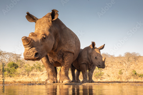 Cuadros en Lienzo Mother and baby rhino getting ready to drink