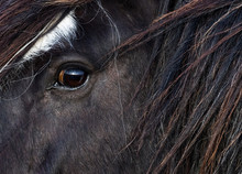 Close Up Detail On Side Profile And Eye Of Horse Grazing In A Field In Rural Ireland