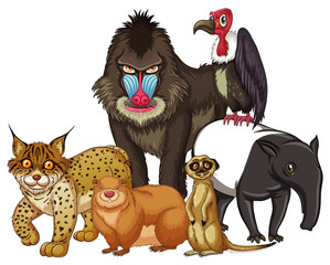 Sticker - Isolated picture of wild animals