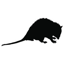 Isolated Vector Illustration. Silhouette Of North American Opossum Or A Rat. Virginia Opossum. (Didelphis Virginiana).
